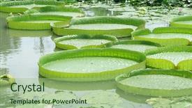  Presentation with lily pad - Cool new presentation with regia - the largest water lily backdrop and a mint green colored foreground