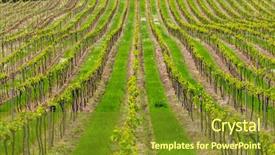  Presentation with czech republic - Presentation design with regional - vineyards palava moravia region czech background and a tawny brown colored foreground