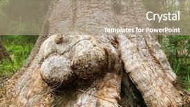  Presentation with regional development - PPT theme featuring regional development - big burls on red tingle background and a coral colored foreground