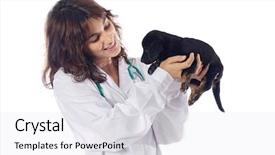  Presentation with lady - Audience pleasing PPT theme consisting of registered nurse - attractive lady veterinarian backdrop and a  colored foreground