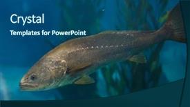  Presentation with atlantic - Presentation theme consisting of meagre argyrosomus regius also known background and a ocean colored foreground