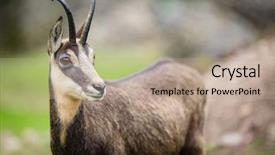  Presentation with oil gas pipeline transportation natural - Theme enhanced with reilience - chamois rupicapra rupicapra within its background and a coral colored foreground