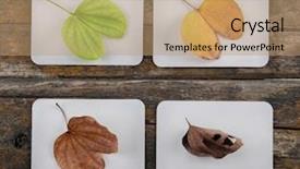  Presentation with four seasons - PPT theme featuring reincarnation - four seasons leaves over wooden background and a coral colored foreground