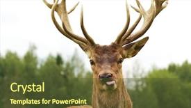  Presentation with deer - Beautiful PPT theme featuring reindeer - deer close-up backdrop and a tawny brown colored foreground