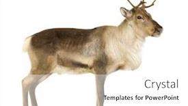  Presentation with years of service award - Audience pleasing PPT theme consisting of reindeer 2 years in front of a white background backdrop and a white colored foreground