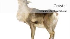  Presentation with 15 years - Cool new PPT theme with reindeer 2 years in front of a white background backdrop and a white colored foreground
