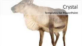  Presentation with years of service award - Slide set enhanced with reindeer 2 years in front of a white background background and a white colored foreground