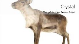  Presentation with 30 years service award - Presentation design with renne - reindeer 2 years in front background and a white colored foreground