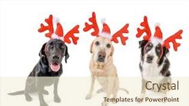  Presentation with white christmas - Audience pleasing slide deck consisting of reindeer antlers for christmas backdrop and a cream colored foreground