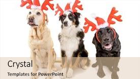  Presentation with antlers - Slide deck consisting of reindeer antlers for christmas background and a lemonade colored foreground