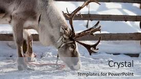  Presentation with eating - Theme having reindeer eating in finnish lapland background and a light gray colored foreground