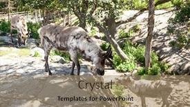  Presentation with finland - Slide deck consisting of reindeer-family-eats-grass-grazes background and a coral colored foreground