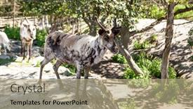  Presentation with finland - PPT layouts with reindeer-family-eats-grass-grazes background and a coral colored foreground