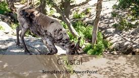  Presentation with grass - Colorful slide deck enhanced with reindeer-family-eats-grass-grazes backdrop and a coral colored foreground