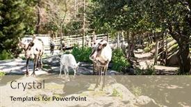  Presentation with grass - Theme having reindeer-family-eats-grass-grazes background and a lemonade colored foreground