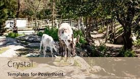  Presentation with grass - Audience pleasing PPT layouts consisting of reindeer-family-eats-grass-grazes backdrop and a coral colored foreground