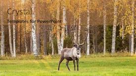  Presentation with beautiful green - Slides consisting of reindeer-grazing-on-the-green background and a gold colored foreground