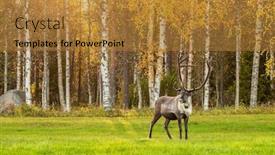  Presentation with finland - Audience pleasing slide deck consisting of reindeer-grazing-on-the-green backdrop and a gold colored foreground