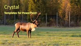  Presentation with finland - Colorful slides enhanced with reindeer-grazing-on-the-green backdrop and a tawny brown colored foreground