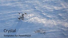  Presentation with tundra - Amazing PPT theme having reindeer herd in winter tundra backdrop and a teal colored foreground