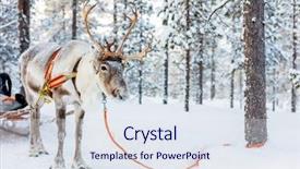  Presentation with forest winter - Theme with reindeer in a winter forest background and a sky blue colored foreground