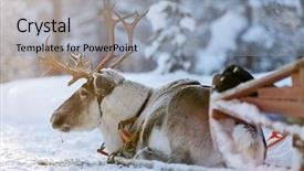  Presentation with forest winter - Slide set featuring reindeer in a winter forest background and a light blue colored foreground