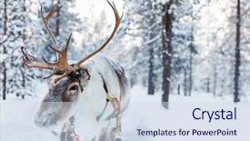  Presentation with winter forest - Slide set having reindeer in a winter forest background and a sky blue colored foreground