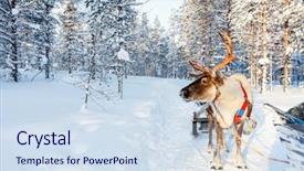  Presentation with forest winter - PPT theme enhanced with reindeer in a winter forest background and a sky blue colored foreground