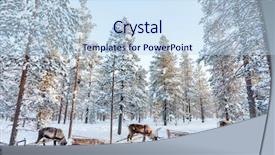  Presentation with forest winter - Slide set with reindeer in a winter forest background and a sky blue colored foreground