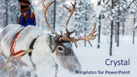 Presentation with winter forest - PPT theme consisting of reindeer in a winter forest background and a sky blue colored foreground