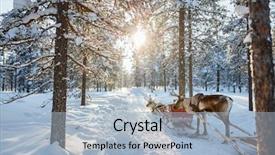  Presentation with winter forest - Beautiful theme featuring reindeer in a winter forest backdrop and a light blue colored foreground
