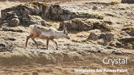  Presentation with eastern - PPT theme enhanced with reindeer-in-eastern-iceland-walking background and a coral colored foreground
