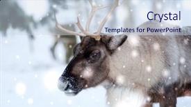  Presentation with finland - PPT theme featuring reindeer in lapland northern finland background and a sky blue colored foreground