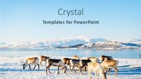 Presentation with norway - Slide deck having reindeer in northern norway outdoors on sunny winter day with breathtaking fjords scenery background background and a light blue colored foreground
