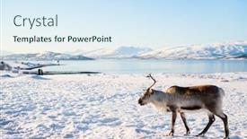  Presentation with norway - PPT theme with reindeer-in-northern-norway background and a sky blue colored foreground