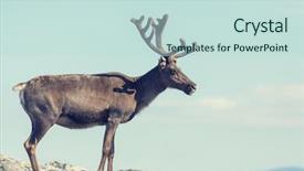  Presentation with norway - PPT theme having reindeer in norway background and a soft green colored foreground