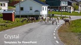  Presentation with norway - Colorful slide set enhanced with reindeer-in-the-north backdrop and a  colored foreground