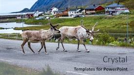  Presentation with norway - Presentation theme with reindeer-in-the-north background and a light gray colored foreground