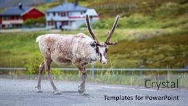  Presentation with norway - Cool new PPT theme with reindeer-in-the-north backdrop and a light blue colored foreground