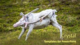  Presentation with norway - Slides featuring reindeer-in-the-north background and a  colored foreground