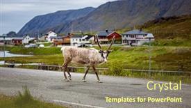  Presentation with norway - Amazing PPT theme having reindeer-in-the-north backdrop and a tawny brown colored foreground