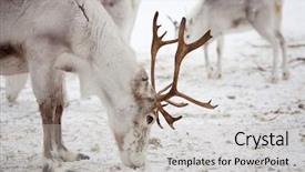  Presentation with outside the box - Audience pleasing theme consisting of reindeer outside in reindeer park backdrop and a light gray colored foreground