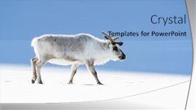  Presentation with walking - Audience pleasing presentation theme consisting of reindeer-rangifer-tarandus-walking-through backdrop and a light blue colored foreground