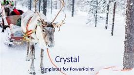  Presentation with winter forest - Presentation theme consisting of reindeer safari in a winter background and a sky blue colored foreground
