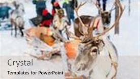  Presentation with forest winter - PPT layouts having reindeer-safari-in-a-winter background and a coral colored foreground