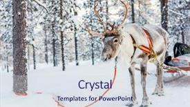  Presentation with winter evergreen forest - Slide set with reindeer safari in a winter background and a sky blue colored foreground