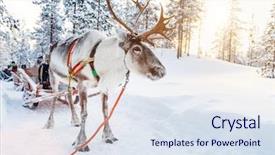  Presentation with forest winter - Colorful presentation design enhanced with reindeer safari in a winter backdrop and a sky blue colored foreground
