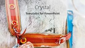  Presentation with safari - 