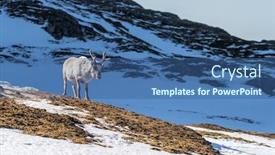 Presentation with tundra - Colorful presentation design enhanced with reindeer-tarandus-rangifer backdrop and a ocean colored foreground