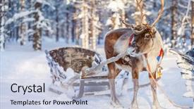  Presentation with forest winter - Theme having reindeers in a winter forest background and a lemonade colored foreground